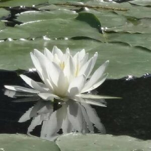 innerportals-water-lily